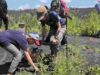 Penanaman Pohon Pasca Kebakaran Hutan Lindung Soputan